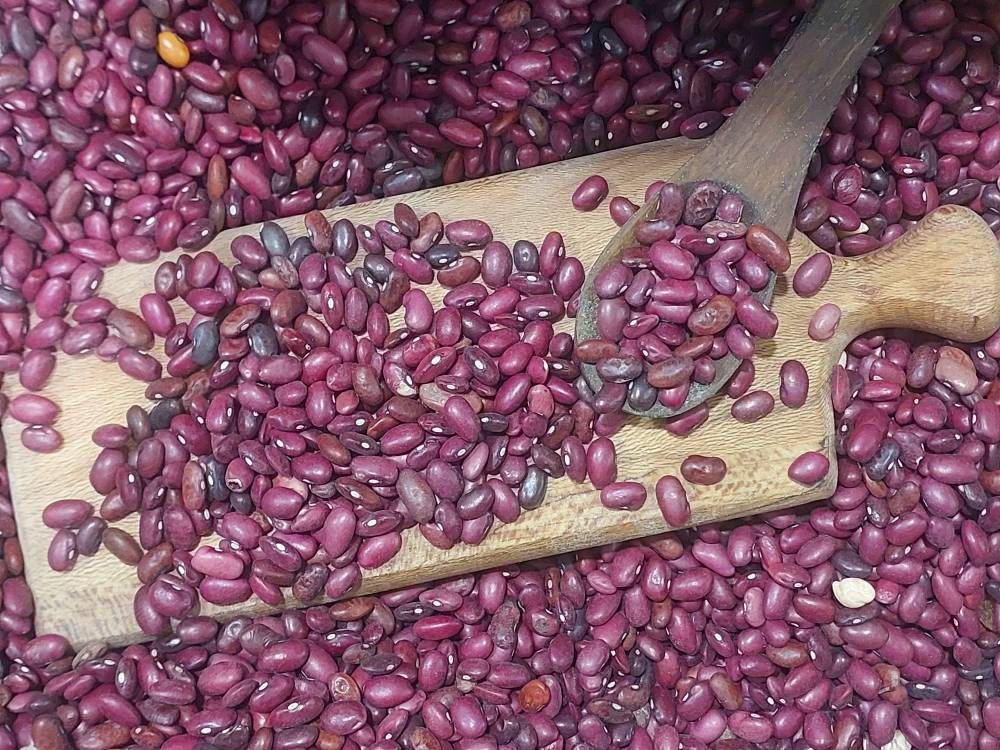 لوبیا قرمز